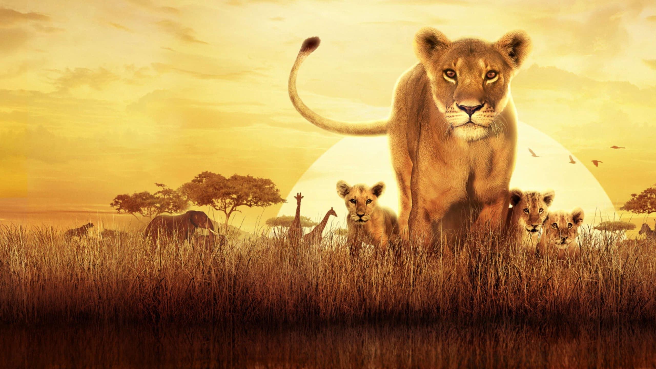 poster Serengeti Serengeti