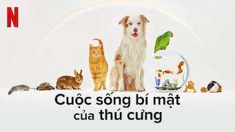 poster Cuộc sống bí mật của thú cưng The Hidden Lives of Pets